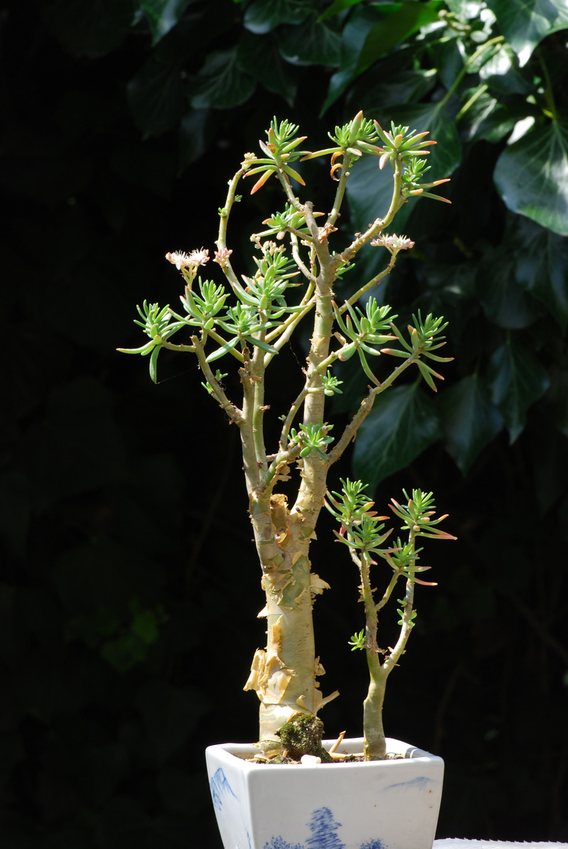 Sedum frutescens - foto MUDr. Svatopluk Ryba