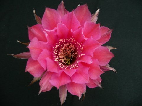 Hybridní Echinopsis 9 - foto Václav Hlaváček