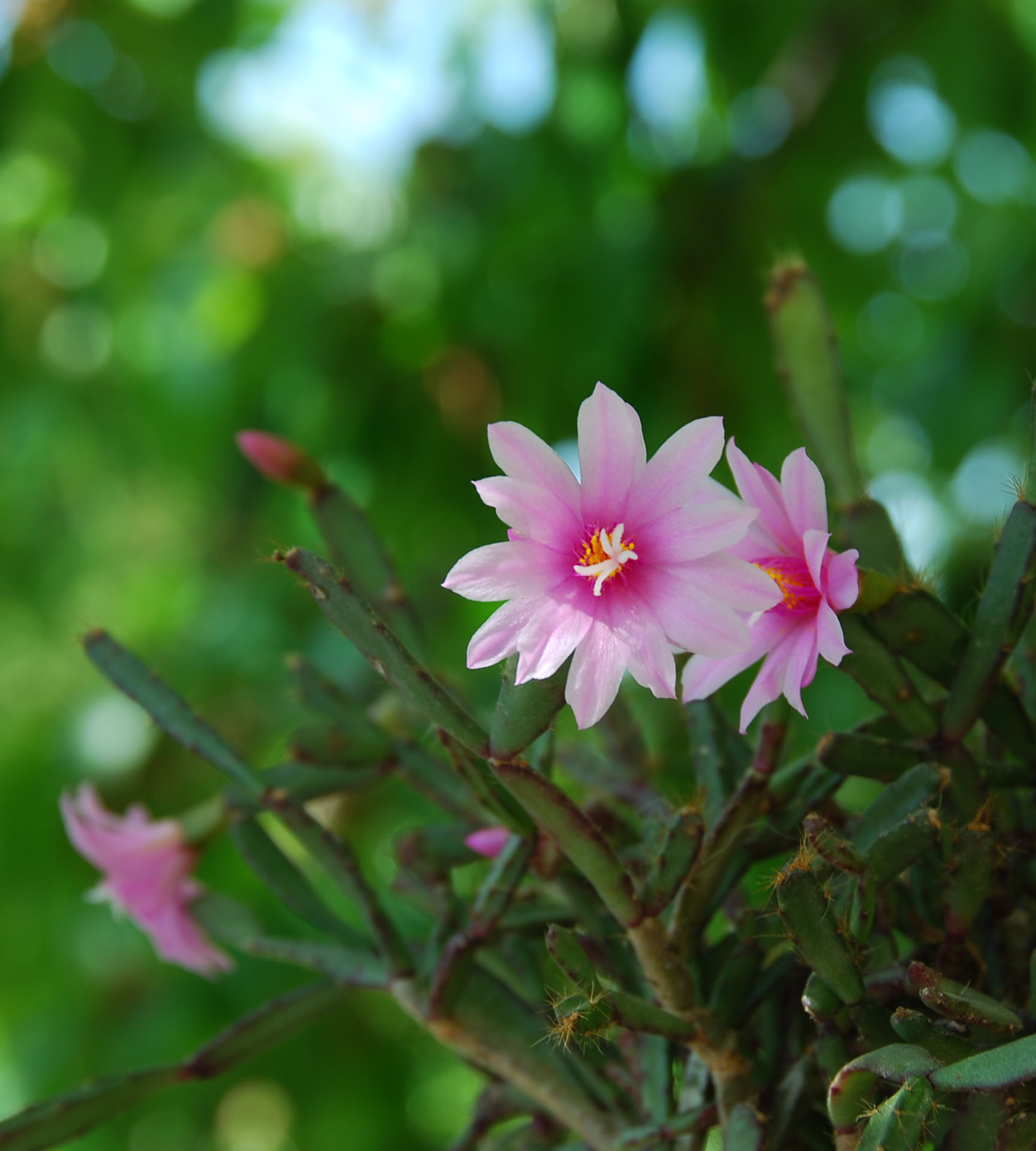 Rhipsalidopsis rosea - detail