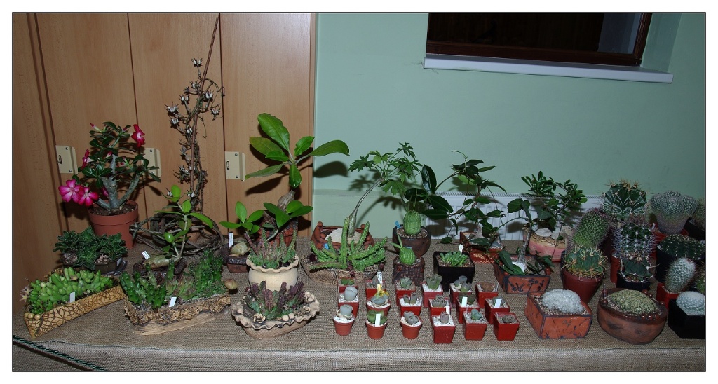 IMGP3842_m