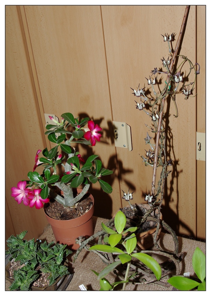 IMGP3843_m