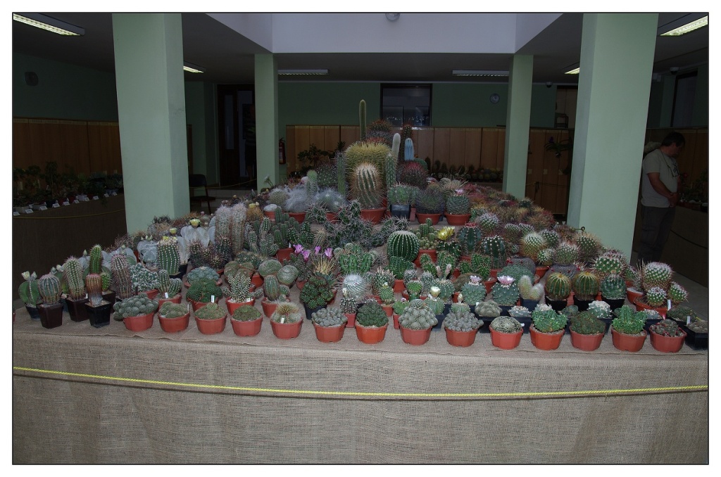 IMGP3850_m