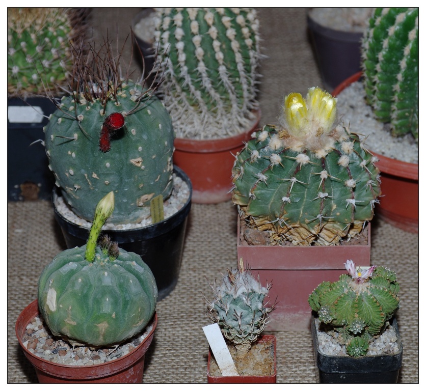 IMGP3858_m
