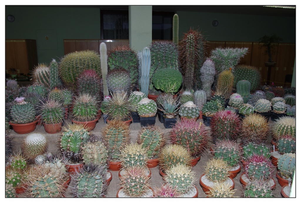 IMGP3859_m