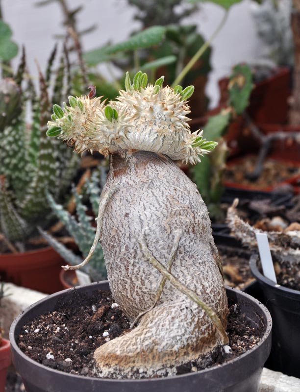 Pachypodium