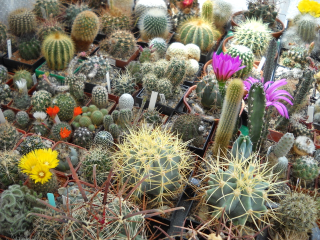 Kaktusy 2012 018