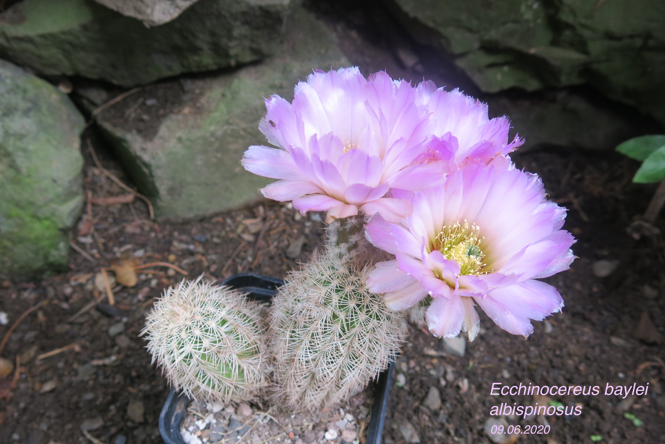IMG_5706 copy 2