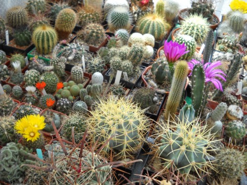 kaktusy-2012-018.jpg